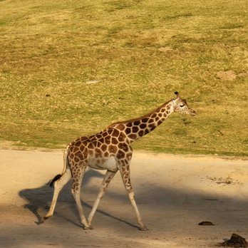 Africa Tram - Giraffe - Zoos Near Me - Escondido, California