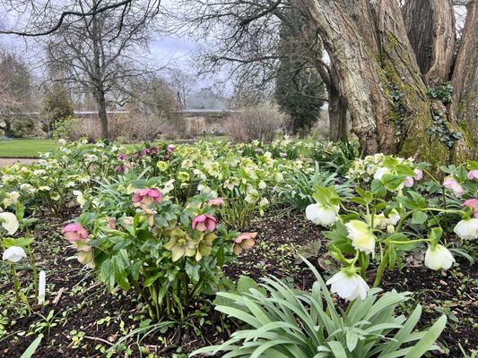 Oxford Botanic Garden by null