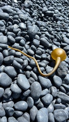 Yaquina Head Lighthouse by null