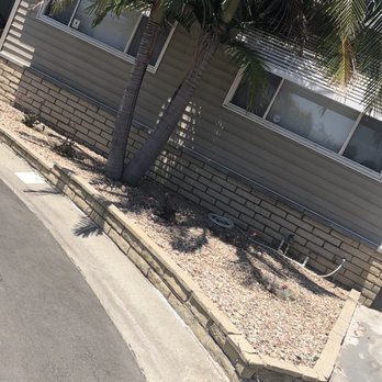 Acacia Landscape Construction - Before pic-rocks and overgrown palm - Landscape Architects or Designers Near Me