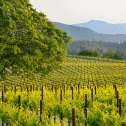 Square Peg Winery