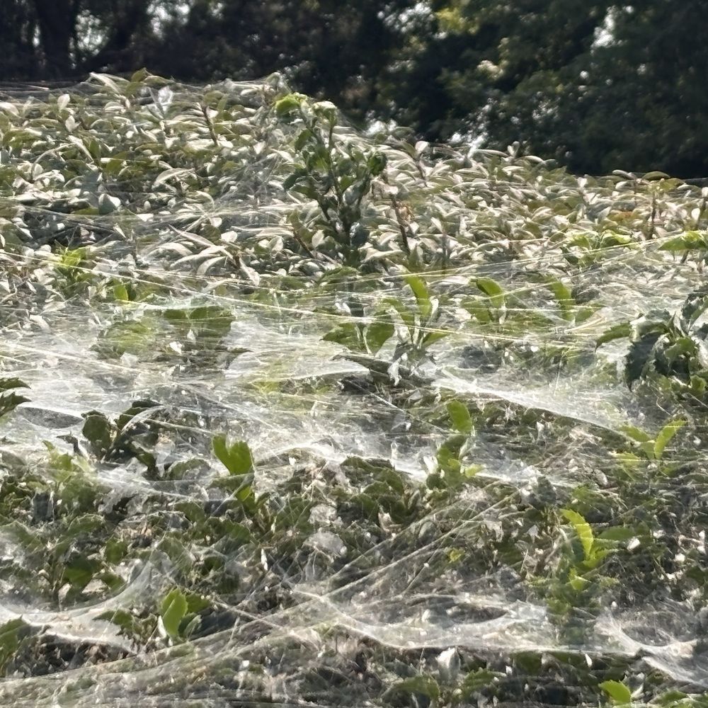 River Lodge + Cabins - Spider webs on one bush outside of the hotel. - Hotels Near Me - Boardman, Oregon River Lodge + Cabins - Spider webs on one bush outside of the hotel. - Hotels Near Me - Boardman, Oregon