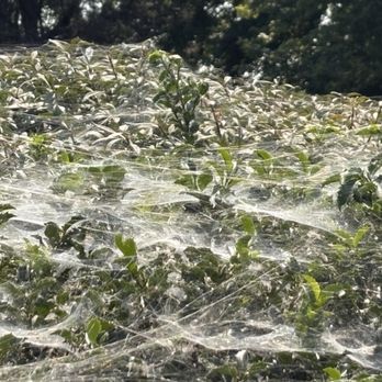 River Lodge + Cabins - Spider webs on one bush outside of the hotel. - Hotels Near Me - Boardman, Oregon
