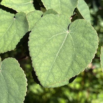 Bellevue Botanical Garden - Katsura tree - Botanical Gardens Near Me - Bellevue, Washington