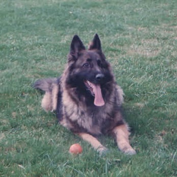 Harrison K-9 - The Beautiful Elsa, 1988-2002 - Security Services Near Me Harrison K-9 - The Beautiful Elsa, 1988-2002 - Security Services Near Me