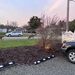 Ravenscroft Inn - Exterior of the property with the local deer! (They're ALWAYS around.)