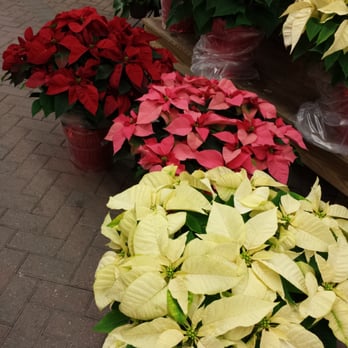 Hicks Nurseries - Only $ 19.99 - Nurseries & Gardening Near Me - Westbury, New York