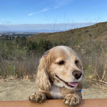 Applause Four Paws - Sunny, my dog! - Pet Groomers Near Me - Ventura, California