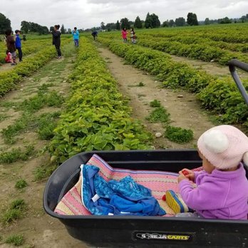 Bailey Family Farm - Rainier strawberry field - Pick Your Own Farms Near Me - Snohomish, Washington
