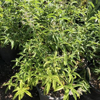 Nature's Best Nursery - a variety of marijuana plants - Nurseries & Gardening Near Me - Camarillo, California Nature's Best Nursery - a variety of marijuana plants - Nurseries & Gardening Near Me - Camarillo, California