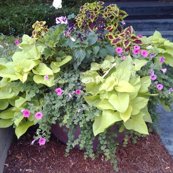 Panorama Coordinated Services - a container of flowers - Gardeners Near Me - Longmont, Colorado Panorama Coordinated Services - a container of flowers - Gardeners Near Me - Longmont, Colorado