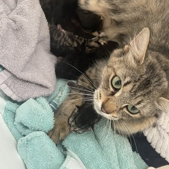 Touched by an Animal - Animal Shelters Near Me Touched by an Animal - Animal Shelters Near Me