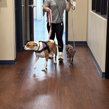 Rowdy Paws Pet Lodge - Got them back - Pet Groomers Near Me - Bryan, Texas Rowdy Paws Pet Lodge - Got them back - Pet Groomers Near Me - Bryan, Texas