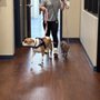 Photo of Rowdy Paws Pet Lodge