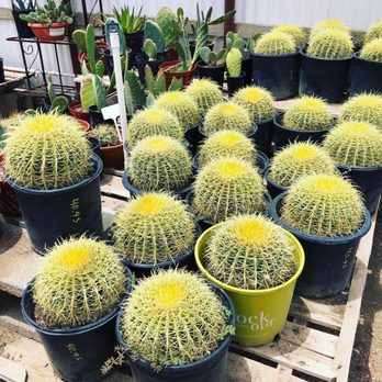Cactus Mart - Nurseries & Gardening Near Me - Morongo Valley, California