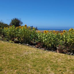On the west Paddock, overlooking the Pacific On the west Paddock, overlooking the Pacific