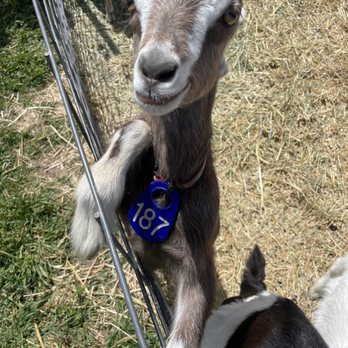 Stepladder Ranch & Creamery - Baby goats in the Spring are worth the trip! - Ranches Near Me - Cambria, California Stepladder Ranch & Creamery - Baby goats in the Spring are worth the trip! - Ranches Near Me - Cambria, California