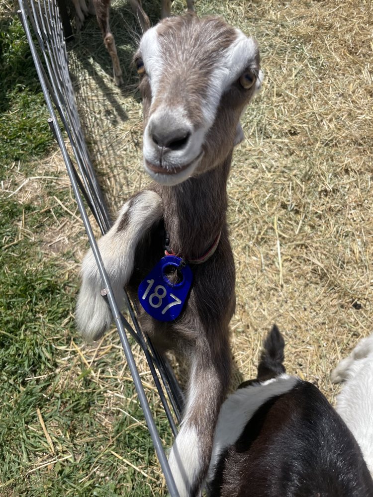 STEPLADDER RANCH & CREAMERY Updated April 2024 158 Photos & 80