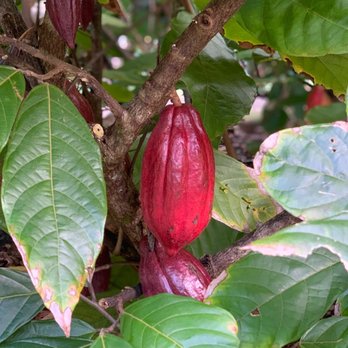 21 Degrees Estate - Bright red means time to harvest! - Tours Near Me - Kaneohe, Hawaii 21 Degrees Estate - Bright red means time to harvest! - Tours Near Me - Kaneohe, Hawaii