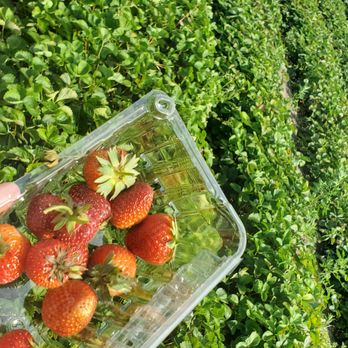 Thera Farms - Farmers Market Near Me - Brentwood, New York Thera Farms - Farmers Market Near Me - Brentwood, New York