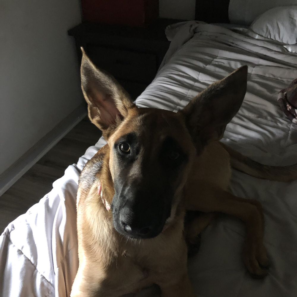 Your Pet Nanny Annie - Pet Sitting Near Me - San Diego, California Your Pet Nanny Annie - Pet Sitting Near Me - San Diego, California