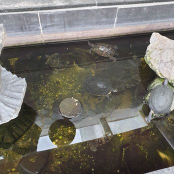 Restaurant Yang-Yang - Schildkröten im Innenhof - Chinese Near Me - Viernheim, HE