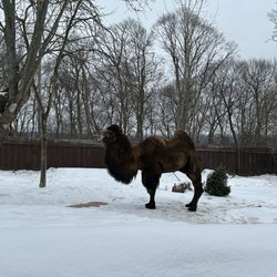 Utica Zoo