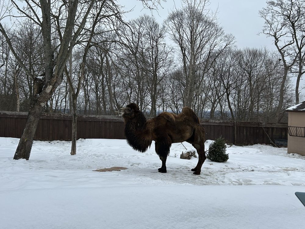 Social spots from Utica Zoo