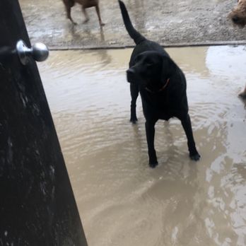 ＜NOMADIS＞DOGGY’S Petit 別注】＜NOMADIS＞DOGGY'S Petit（ペット用キャリーケース）｜NOMADIS