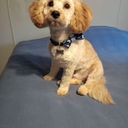 The Hairy Hound Inc. - This is my Tucker. He's a cavachon.