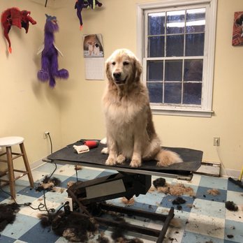 Dogs To Dragons - Patiently waiting - Pet Groomers Near Me - Killingworth, Connecticut Dogs To Dragons - Patiently waiting - Pet Groomers Near Me - Killingworth, Connecticut