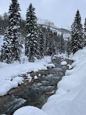 Jackson Hole Iditarod Sled Dog Tours by null