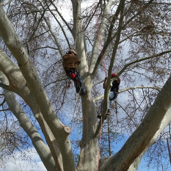 Aspen Tree Service - Trimming a sycamore - Tree Services Near Me Aspen Tree Service - Trimming a sycamore - Tree Services Near Me
