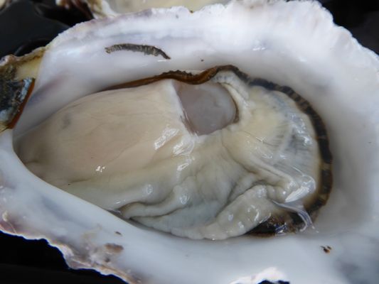 Melshell Oyster Shack by null