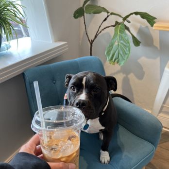 Cups & Pups Coffee - Coffee & Tea Near Me - Orlando, Florida Cups & Pups Coffee - Coffee & Tea Near Me - Orlando, Florida
