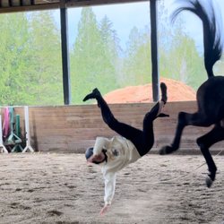FUERZA Equestrian