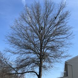 The Best Tree Service