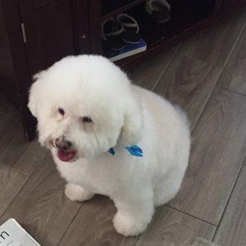 Club Mutt - Pet Groomers Near Me - Chino, California