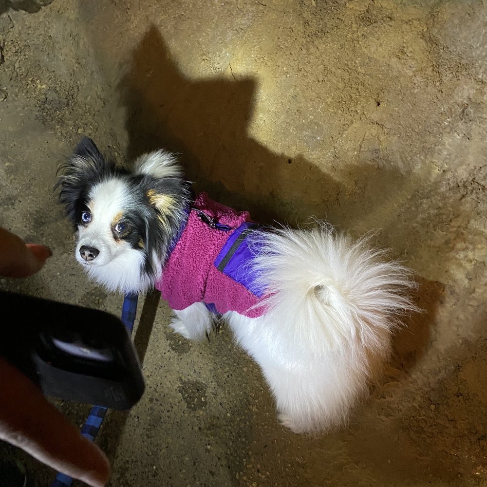 Crystal Lake Cave - They even let our little service dog in! I was so happy - Tours Near Me - Dubuque, Iowa Crystal Lake Cave - They even let our little service dog in! I was so happy - Tours Near Me - Dubuque, Iowa