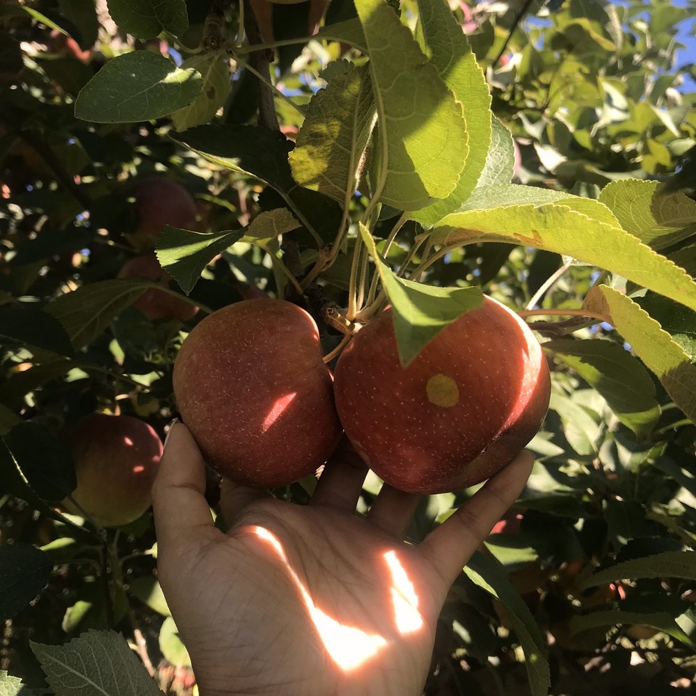 Apple Dave’s Orchards - Fruits & Veggies Near Me - Warwick, New York