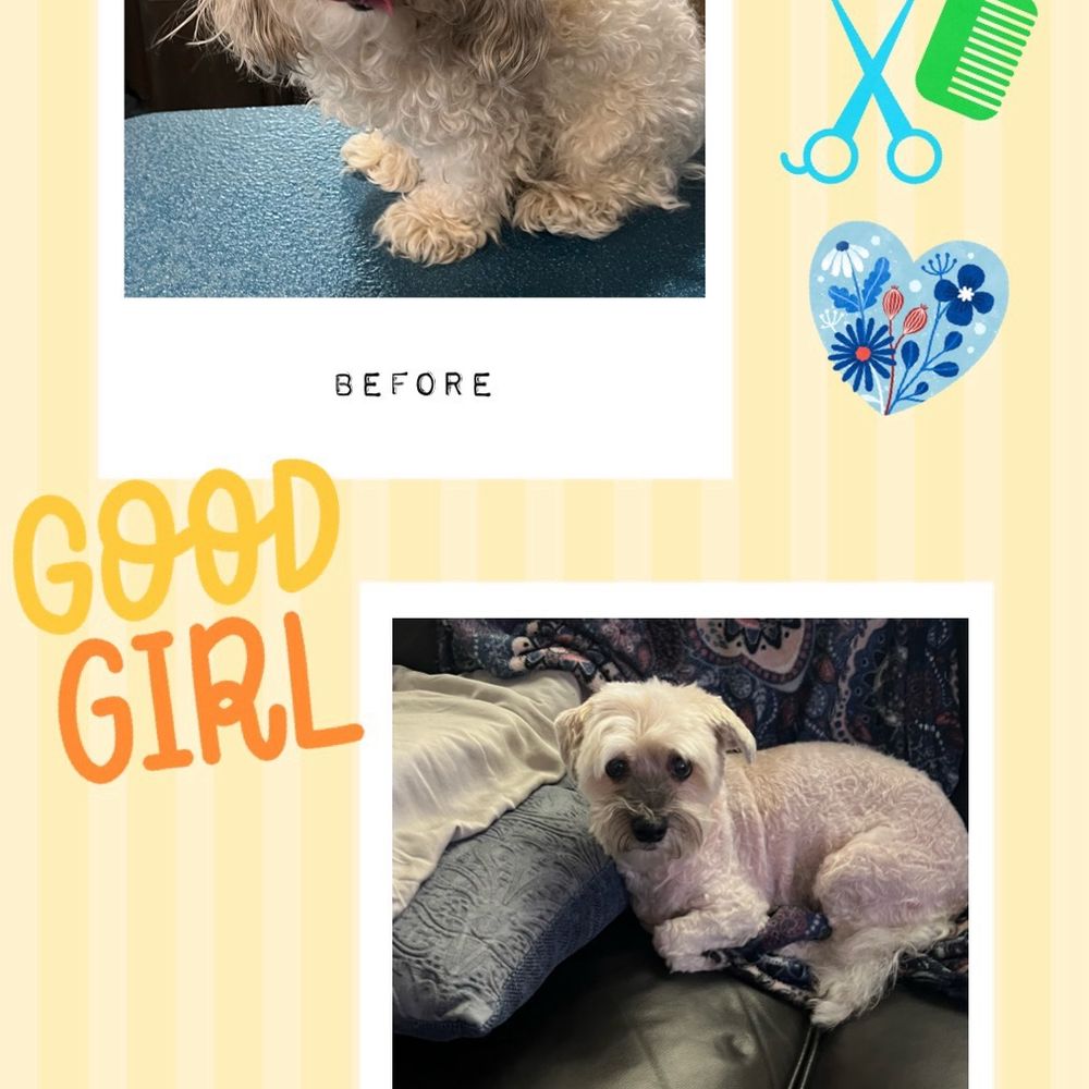 Beauty Pawlor - This is Fibi's before and after groom. - Pet Groomers Near Me Beauty Pawlor - This is Fibi's before and after groom. - Pet Groomers Near Me