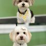 Photo of Paws Up Pet Grooming