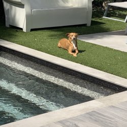 Peaceful Dog Training - I'm allowed to stay outside alone by the pool cause Michael taught me how to swim safely out of the pool.