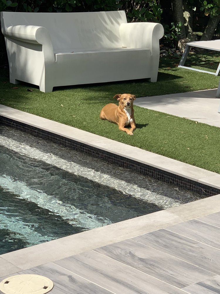 Peaceful Dog Training Image