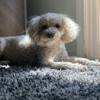 Lbc Vets - Butters - Veterinarians Near Me - Long Beach, California