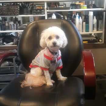 Rocco - This cutie....... How can u not come back to see her..... thank you... Love love my hair..... - Hair Stylists Near Me - Los Angeles, California Rocco - This cutie....... How can u not come back to see her..... thank you... Love love my hair..... - Hair Stylists Near Me - Los Angeles, California