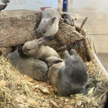 Alameda County Fair - Aww baby bunnies! - Festivals Near Me - Pleasanton, California