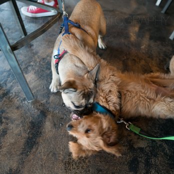 Joyride Brewing - dog fight! - Breweries Near Me - Edgewater, Colorado Joyride Brewing - dog fight! - Breweries Near Me - Edgewater, Colorado