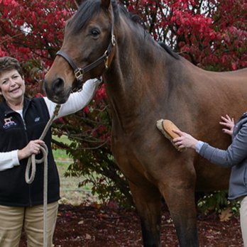 Finger Lakes Equine Practice - Office Staff - Veterinarians Near Me - Ithaca, New York