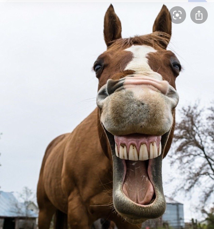 POTTER’S RANCH Updated October 2024 5202 Beaver Rd, Union, Kentucky